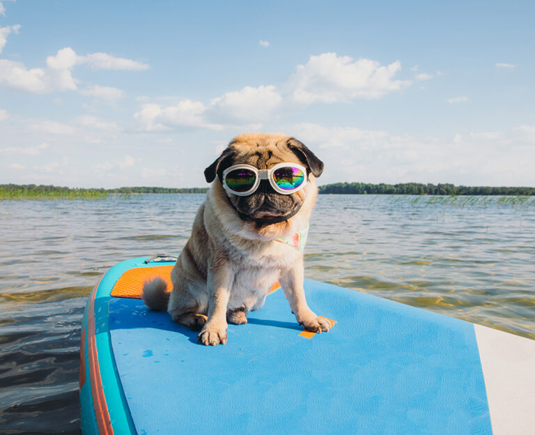 Dog on a paddle board wearing sunglasses